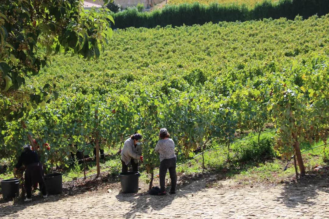 Weinberge in Portugal, Vinho Verde – Herkunft der Quinta da Lixa Weine