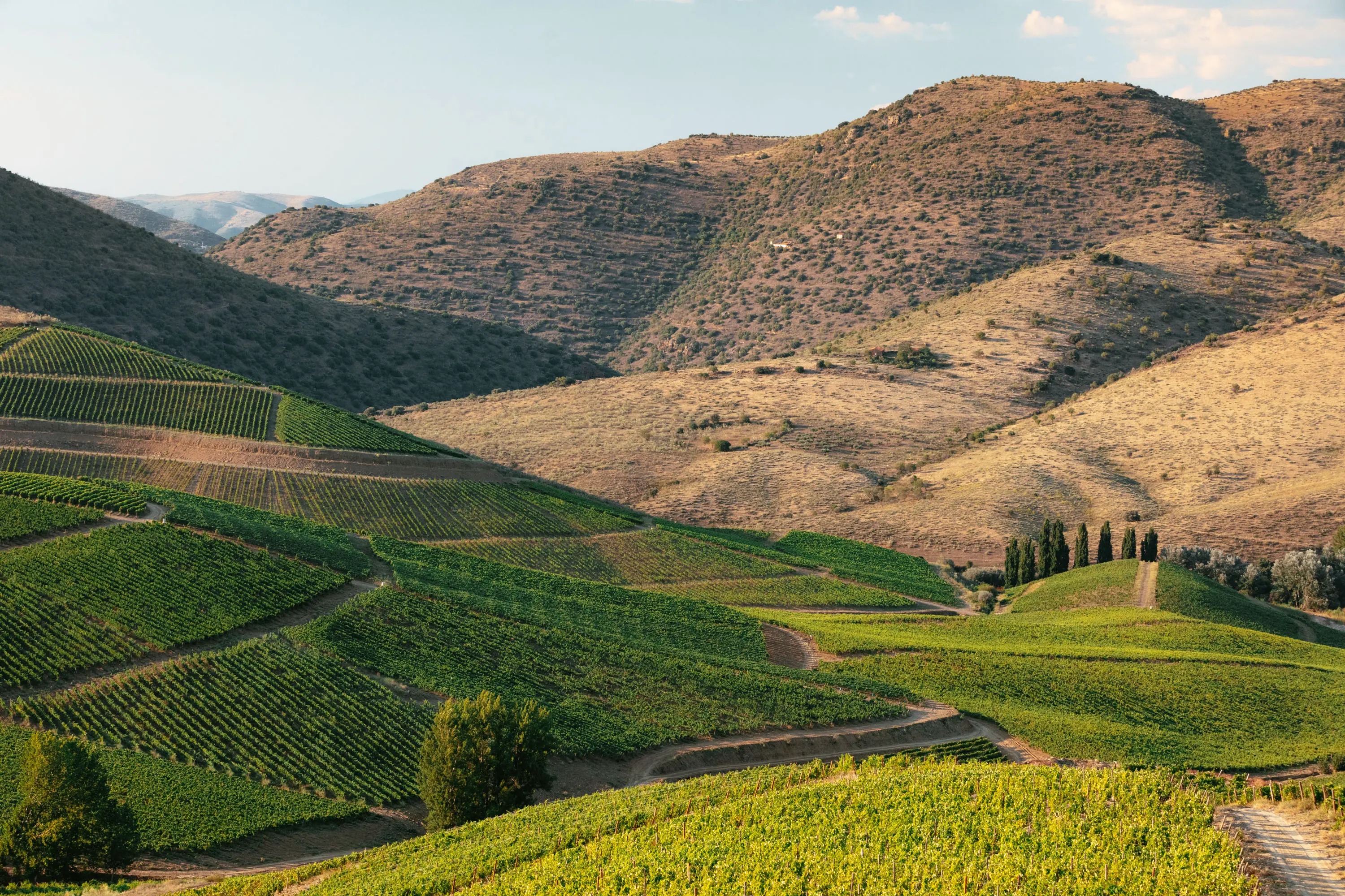Weinberge in Portugal, Douro – Herkunft der Ramos Pinto Weine