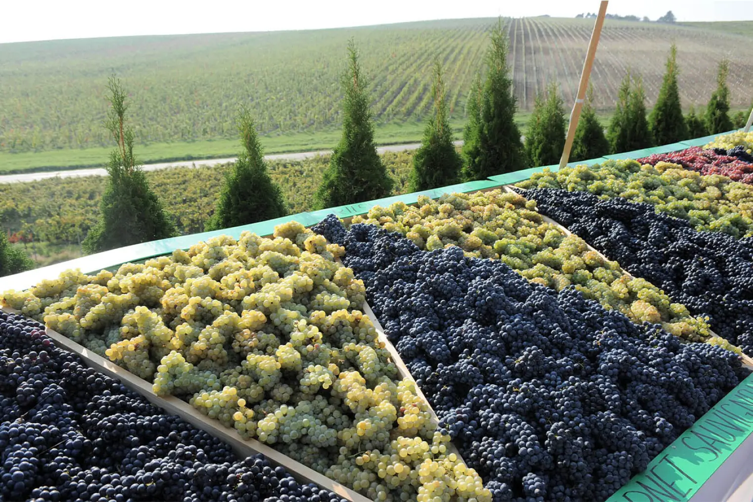 Weinberge in Rumänien, Banat – Herkunft der Recas Weine