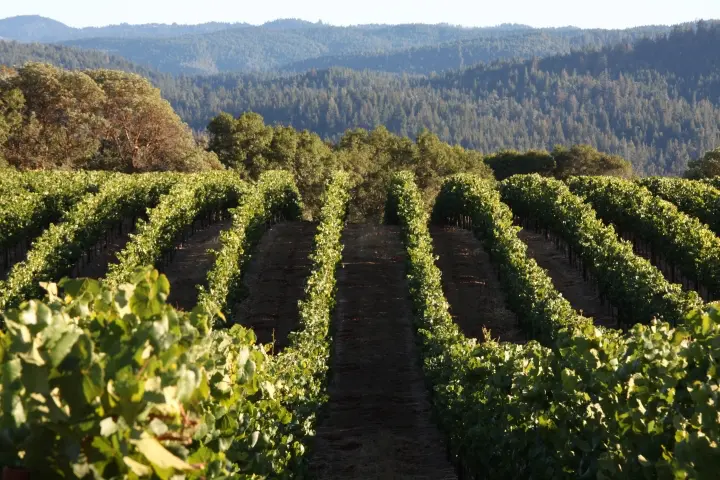 Weinberge in USA, Kalifornien – Herkunft der Roederer Estate Weine