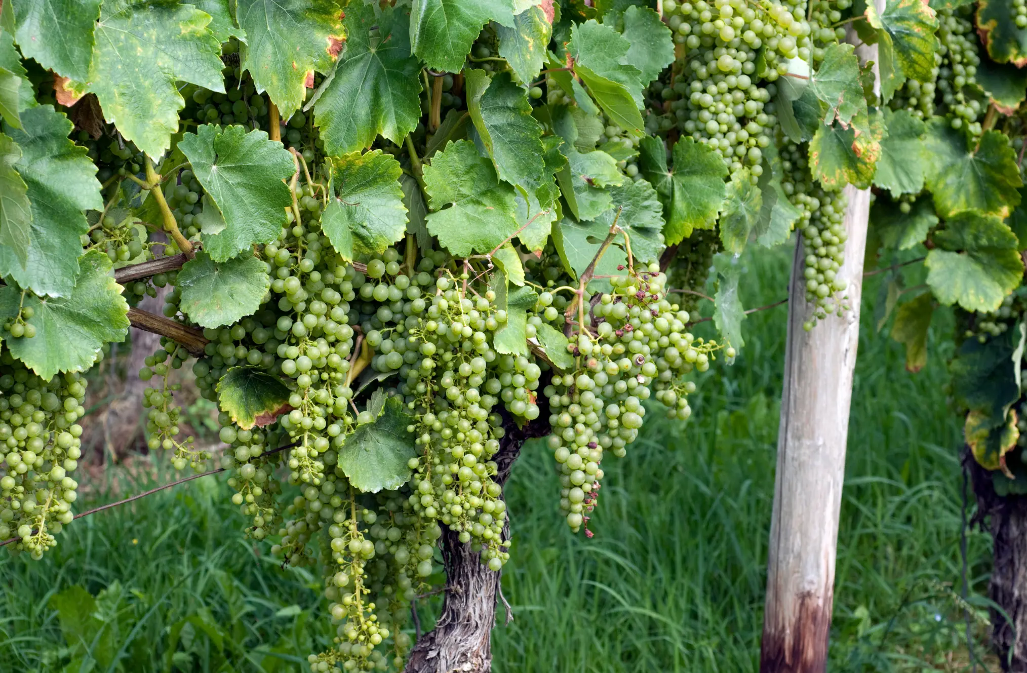 Weinberge in Ungarn, Tokaji – Herkunft der Royal Tokaji Weine