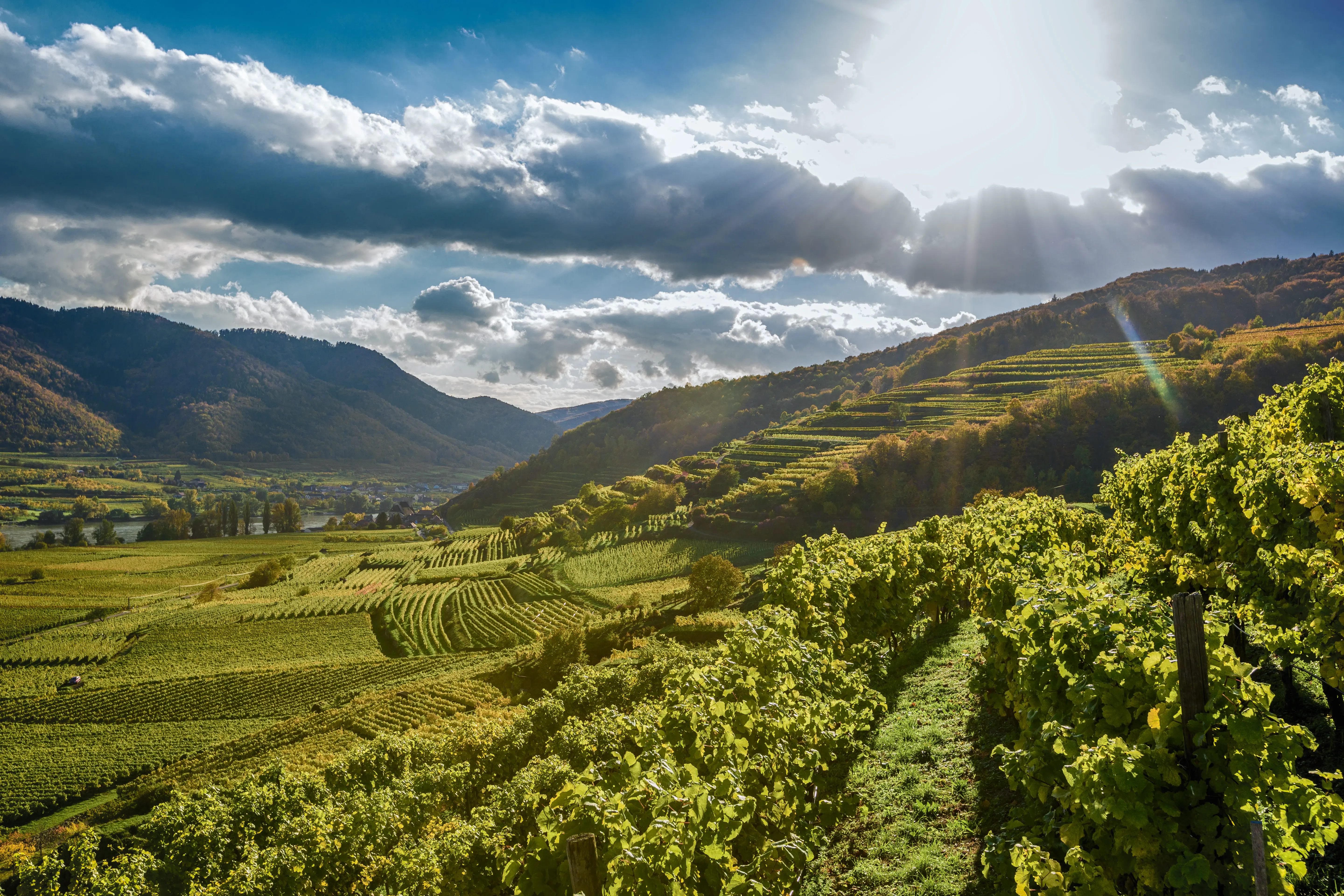 Weinberge in Österreich, Wachau – Herkunft der Weingut Rudi Pichler Weine