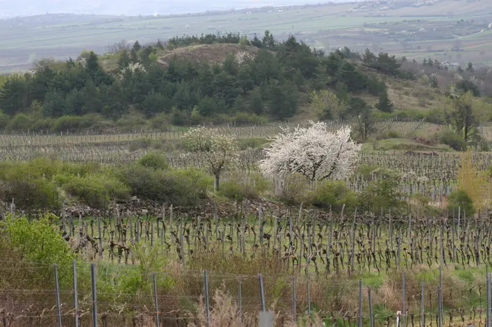 Weinberge in Österreich, Weinviertel – Herkunft der Weingut Rudolf Fidesser Weine