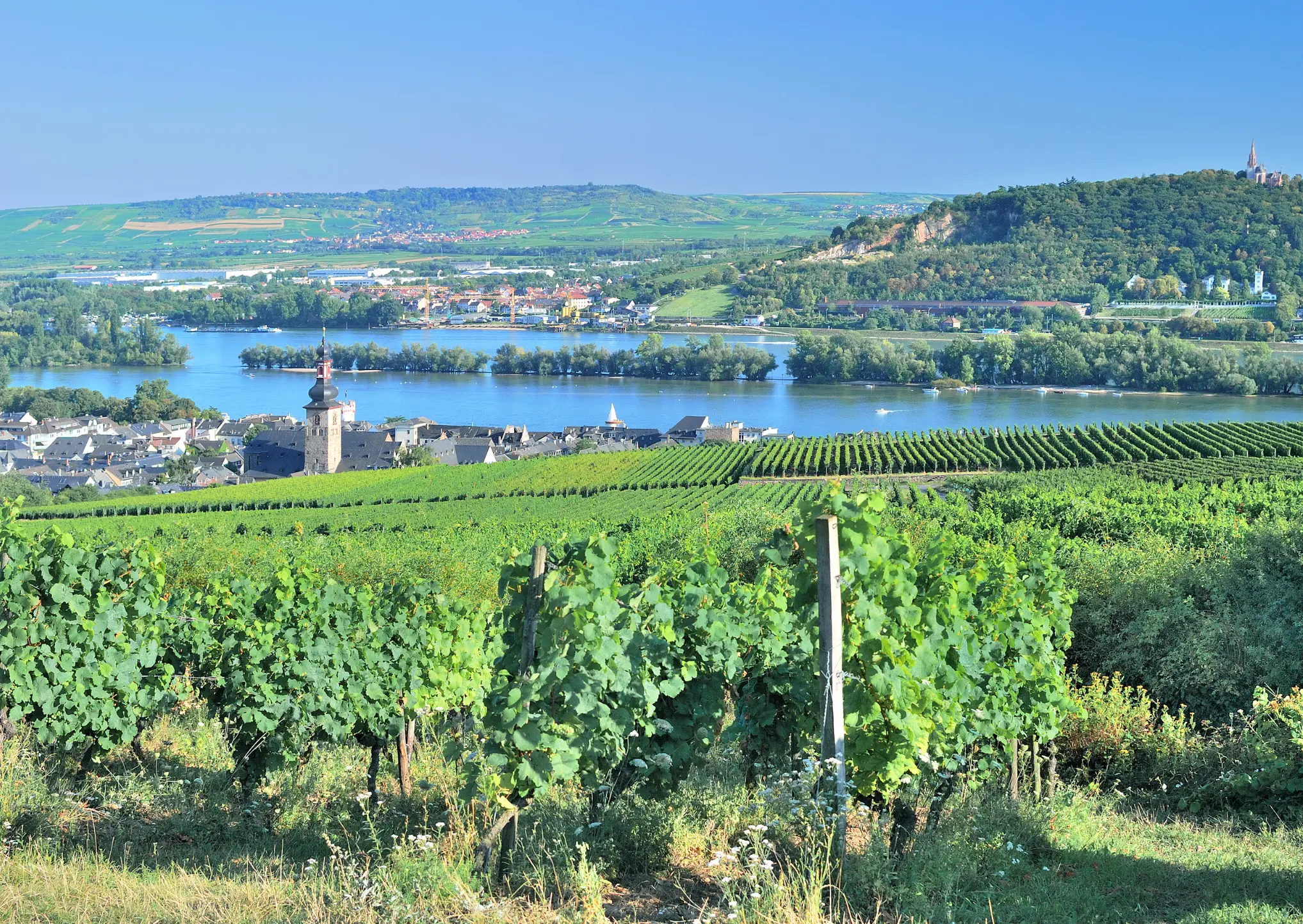 Weinberge in Deutschland – Herkunft der Rüdesheimer Sektkellerei Weine
