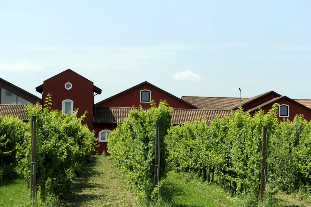 Weinberge in Italien, Friaul – Herkunft der San Simone di Brisotto Weine
