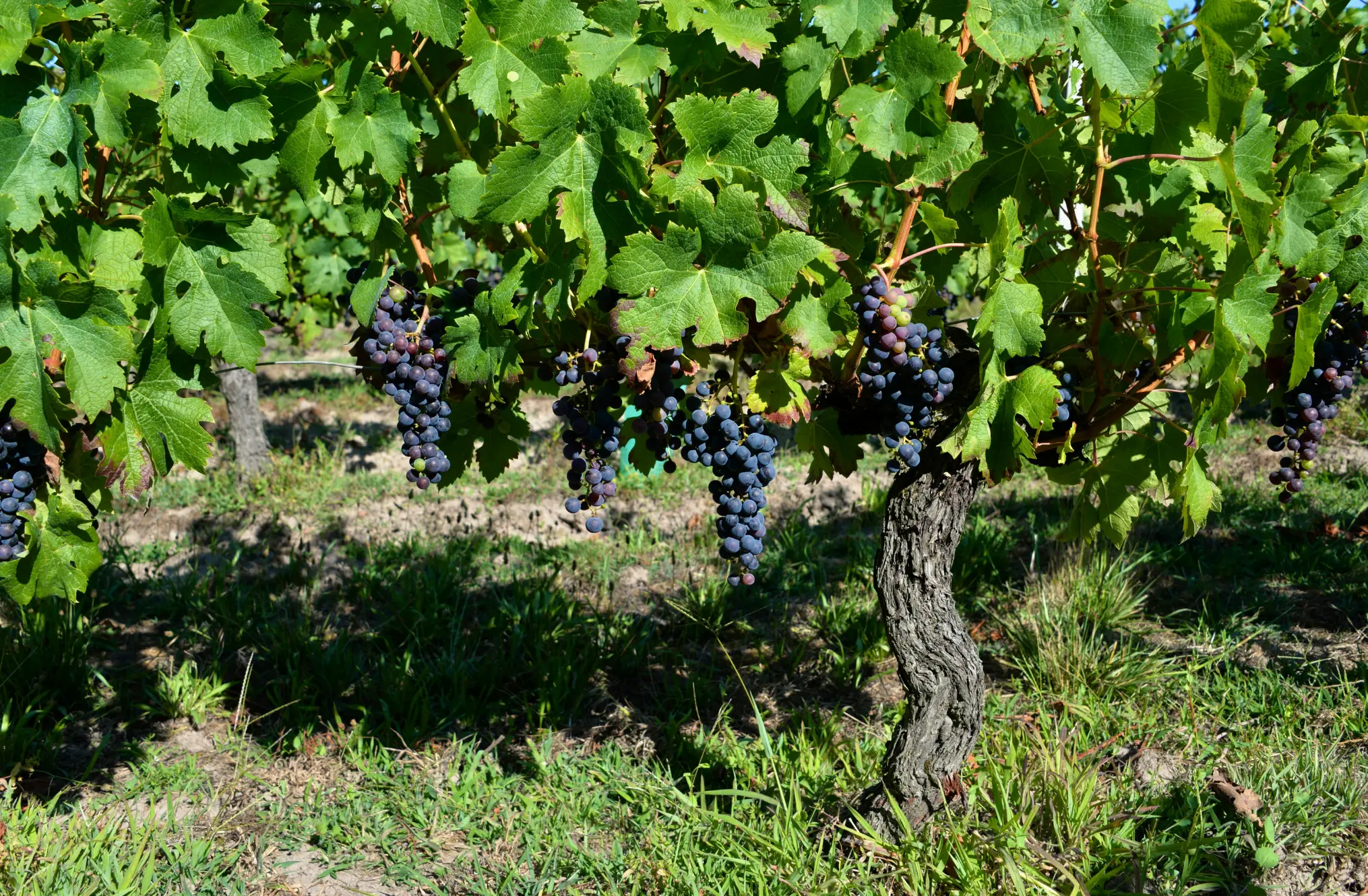 Weinberge in Italien, Sardinien – Herkunft der Cantina di Santadi Weine