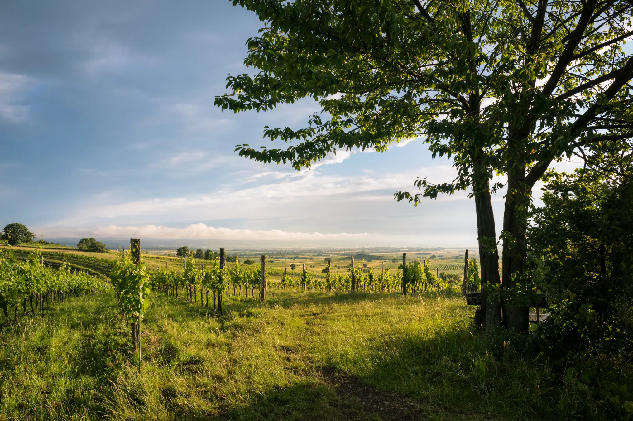 Weinberge in Österreich, Burgenland – Herkunft der Scheiblhofer Weine