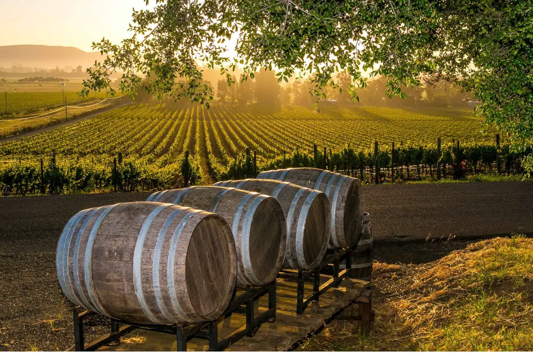 Weinberge in USA, Kalifornien – Herkunft der Schug Carneros Estate Weine