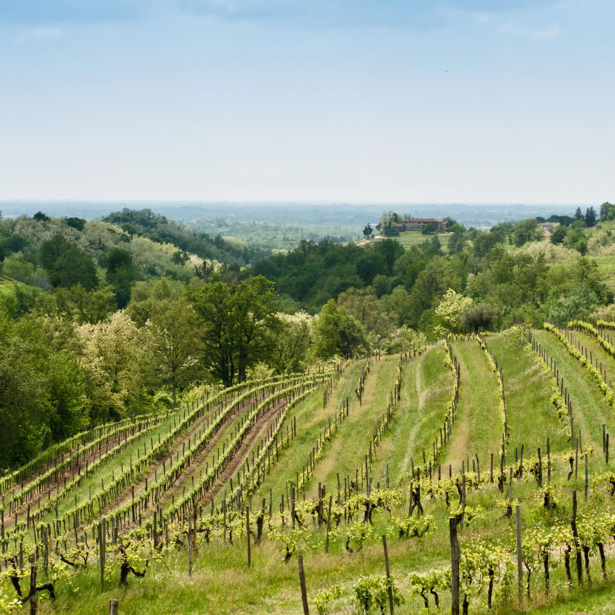 Weinberge in Italien, Venetien – Herkunft der Stefano Accordini Weine