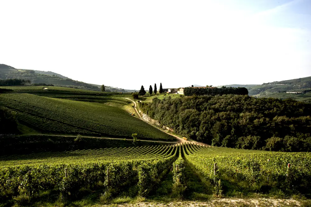 Weinberge in Italien, Venetien – Herkunft der Tedeschi Weine