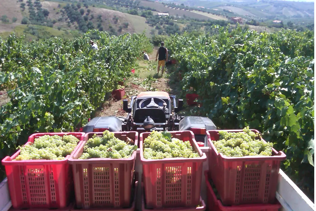 Weinberge in Italien, Abruzzen – Herkunft der Tenuta Ulisse Weine