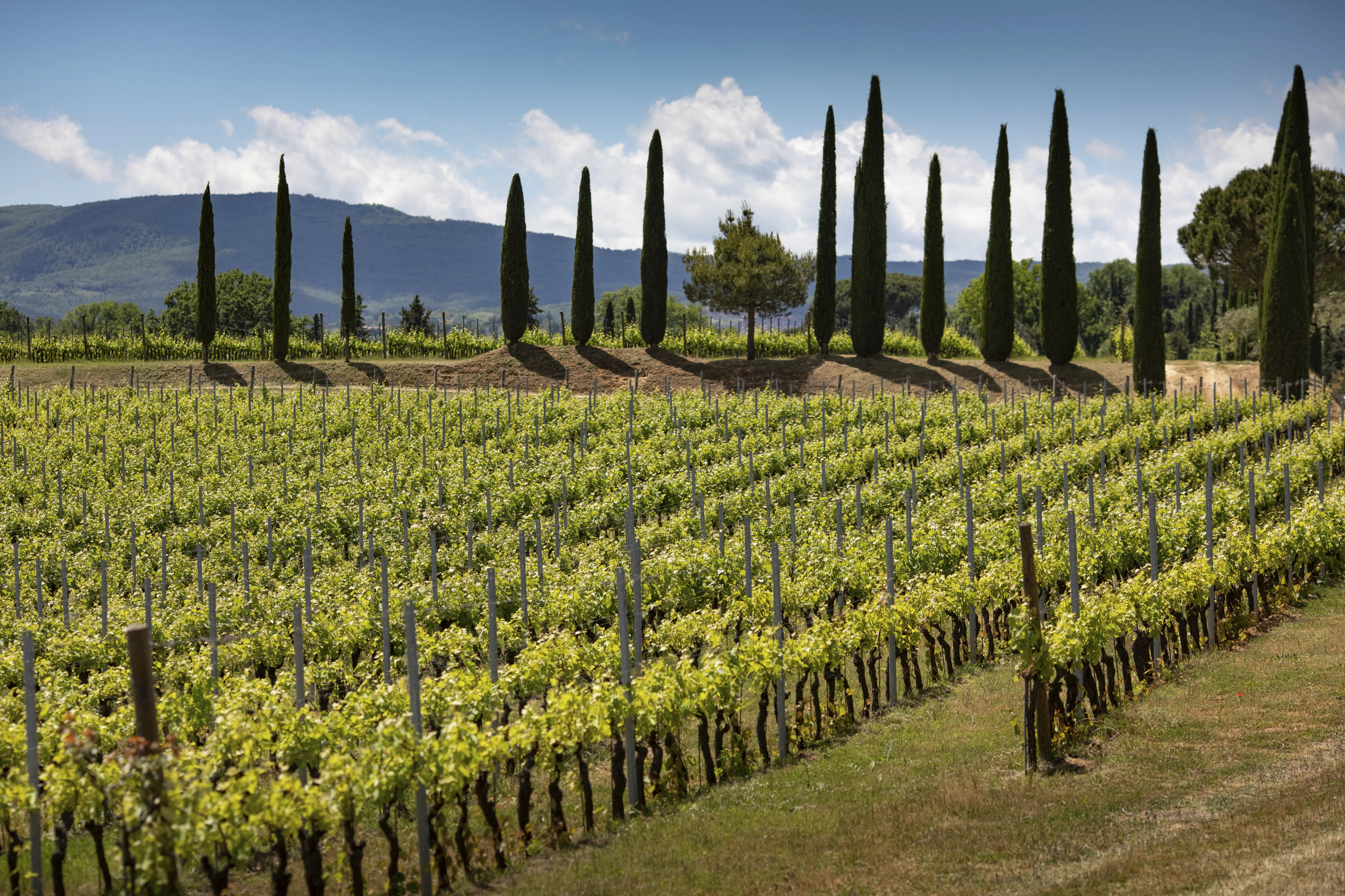 Weinberge in Italien, Toskana – Herkunft der Tenuta Vallocaia Weine