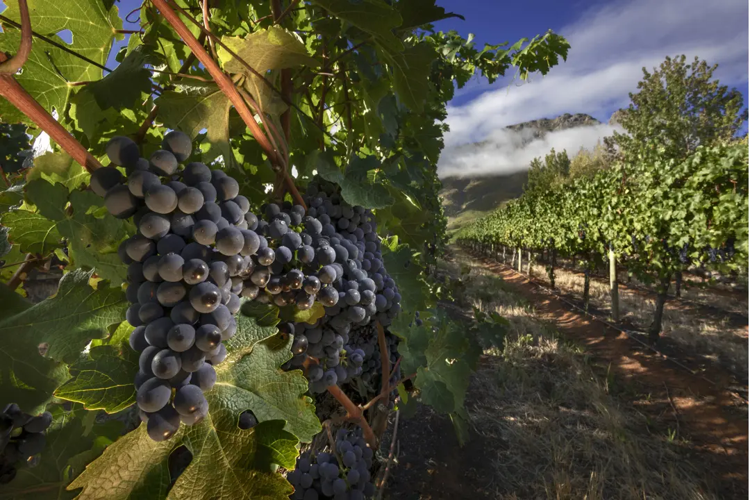 Weinberge in Südafrika, Stellenbosch – Herkunft der Tokara Wine Estate Weine
