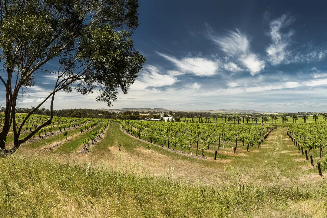 Weinberge in Australien, Barossa Valley – Herkunft der Torbreck Vintners Weine