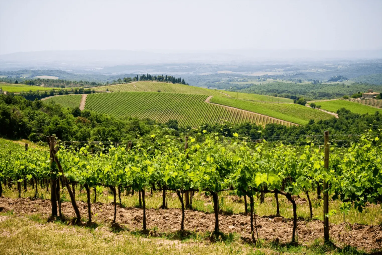 Weinberge in Italien, Toskana – Herkunft der Uggiano Weine