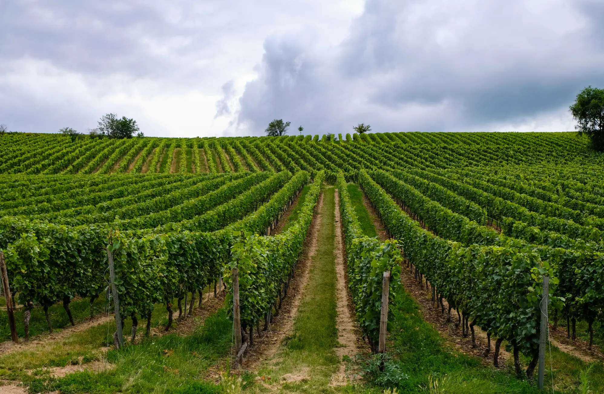 Weinberge in Deutschland, Rheinhessen – Herkunft der P.J. Valckenberg Weine