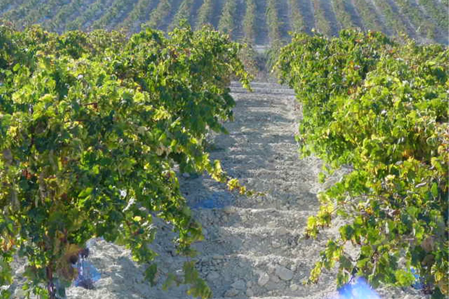 Weinberge in Spanien, Jerez-Xérès-Sherry – Herkunft der Bodegas Valdespino Weine