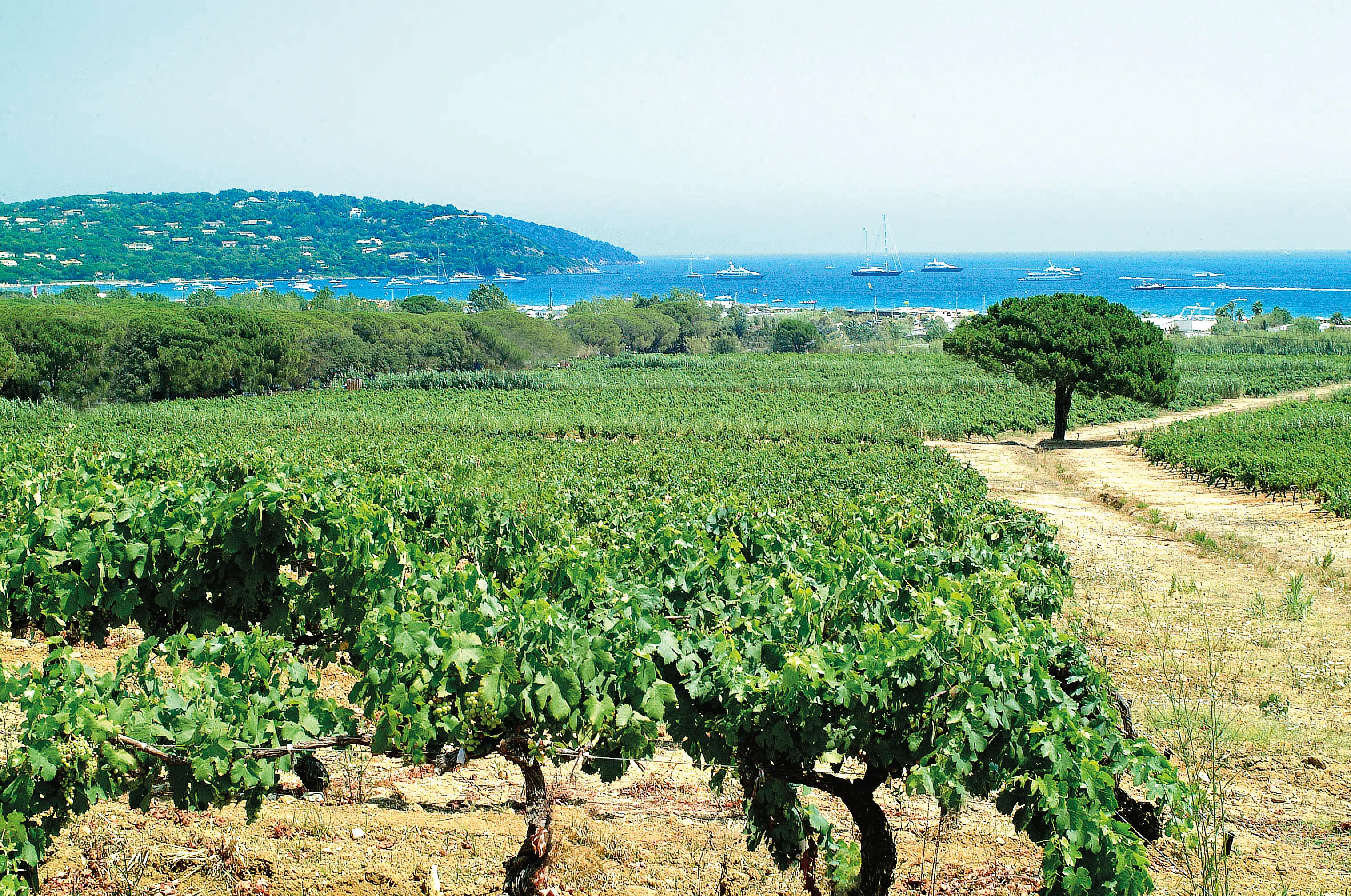 Weinberge in Frankreich, Languedoc-Roussillon – Herkunft der Les Maîtres Vignerons de St. Tropez Weine