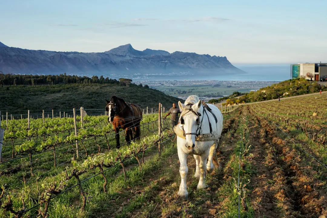 Weinberge in Südafrika, Stellenbosch – Herkunft der Waterkloof Wine Estate Weine