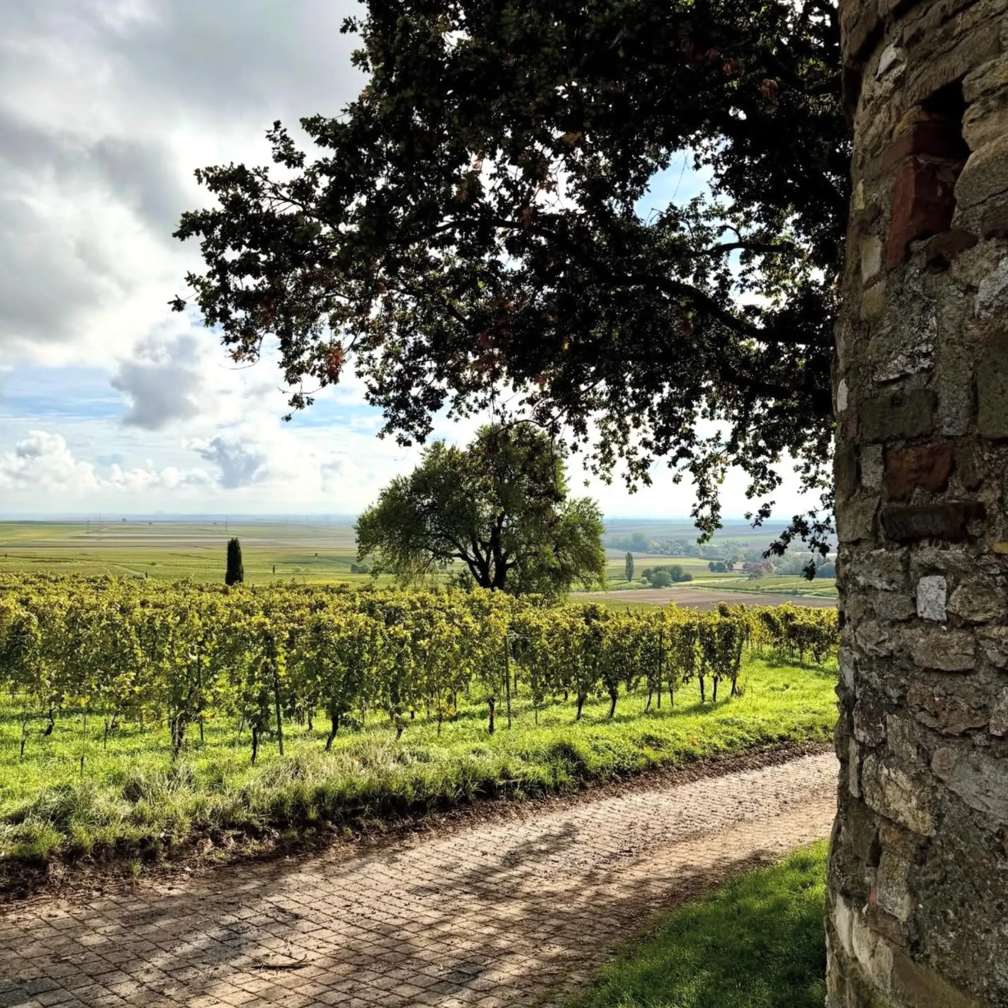 Weinberge in Deutschland, Rheinhessen – Herkunft der Weedenborn Weine