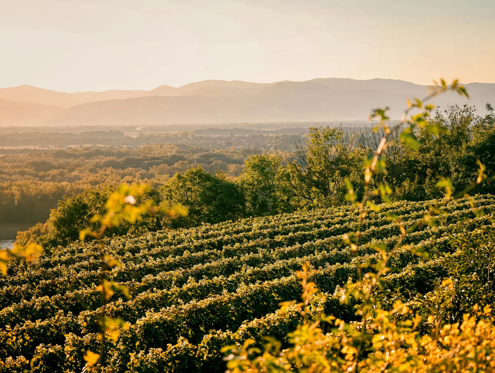 Weinberge in Deutschland, Baden – Herkunft der Weingut Bercher Weine