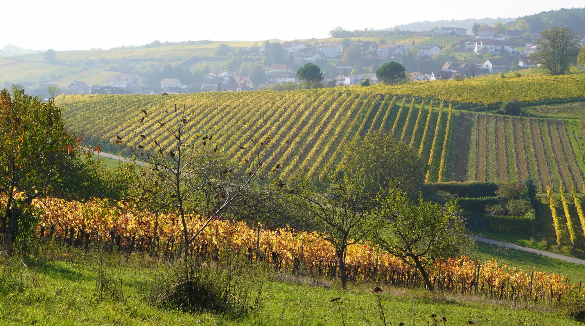 Weinberge in Deutschland, Pfalz – Herkunft der Weingut Ellermann-Spiegel Weine
