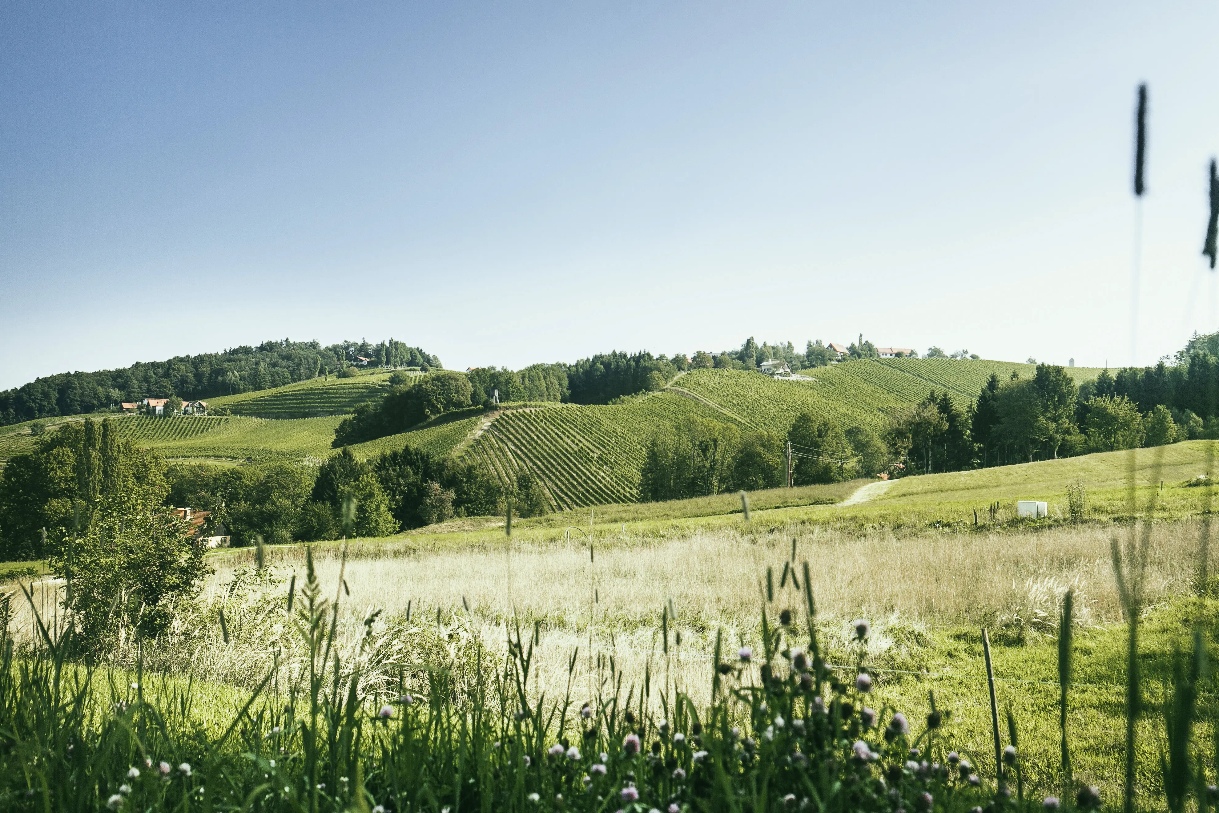 Weinberge in Österreich, Steiermark – Herkunft der Weingut Gross Weine