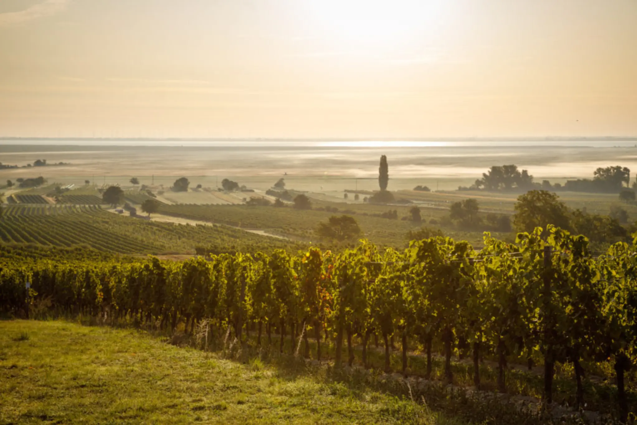 Weinberge in Österreich, Burgenland – Herkunft der Weingut MAD Weine