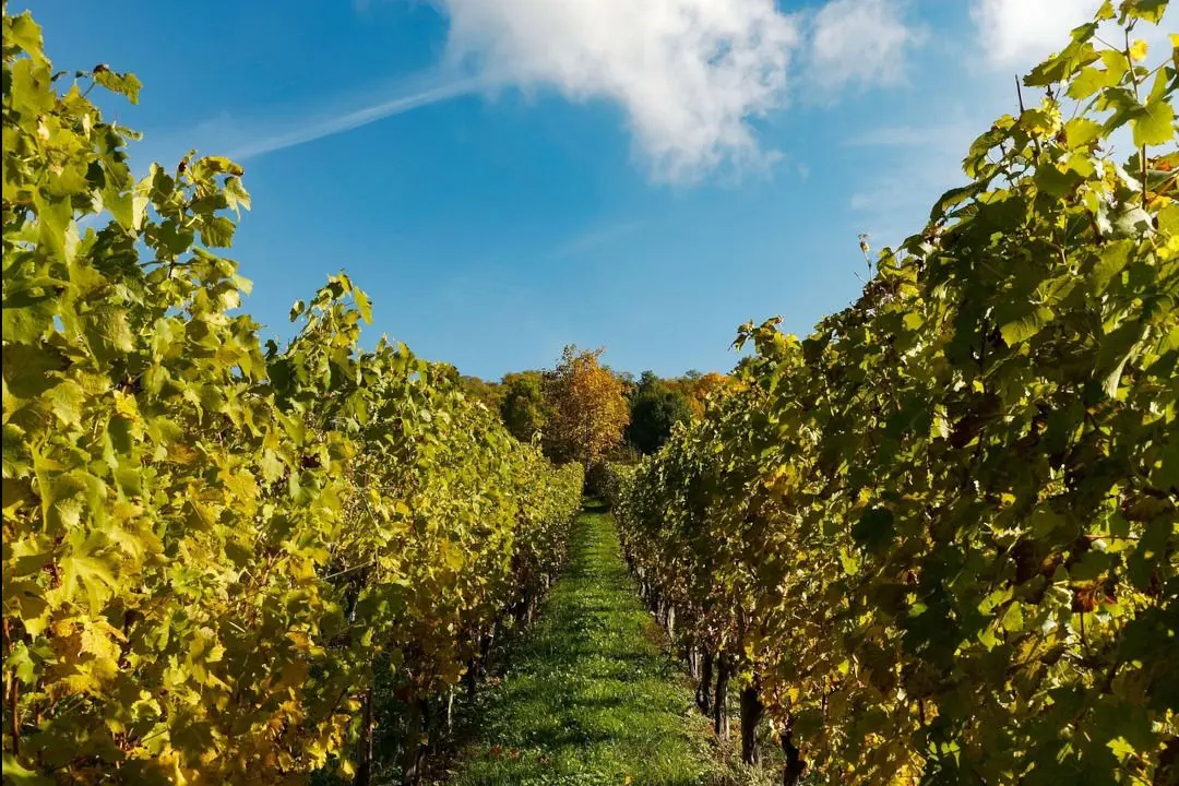 Weinberge in Deutschland, Rheinhessen – Herkunft der Weingut Neef-Emmich Weine