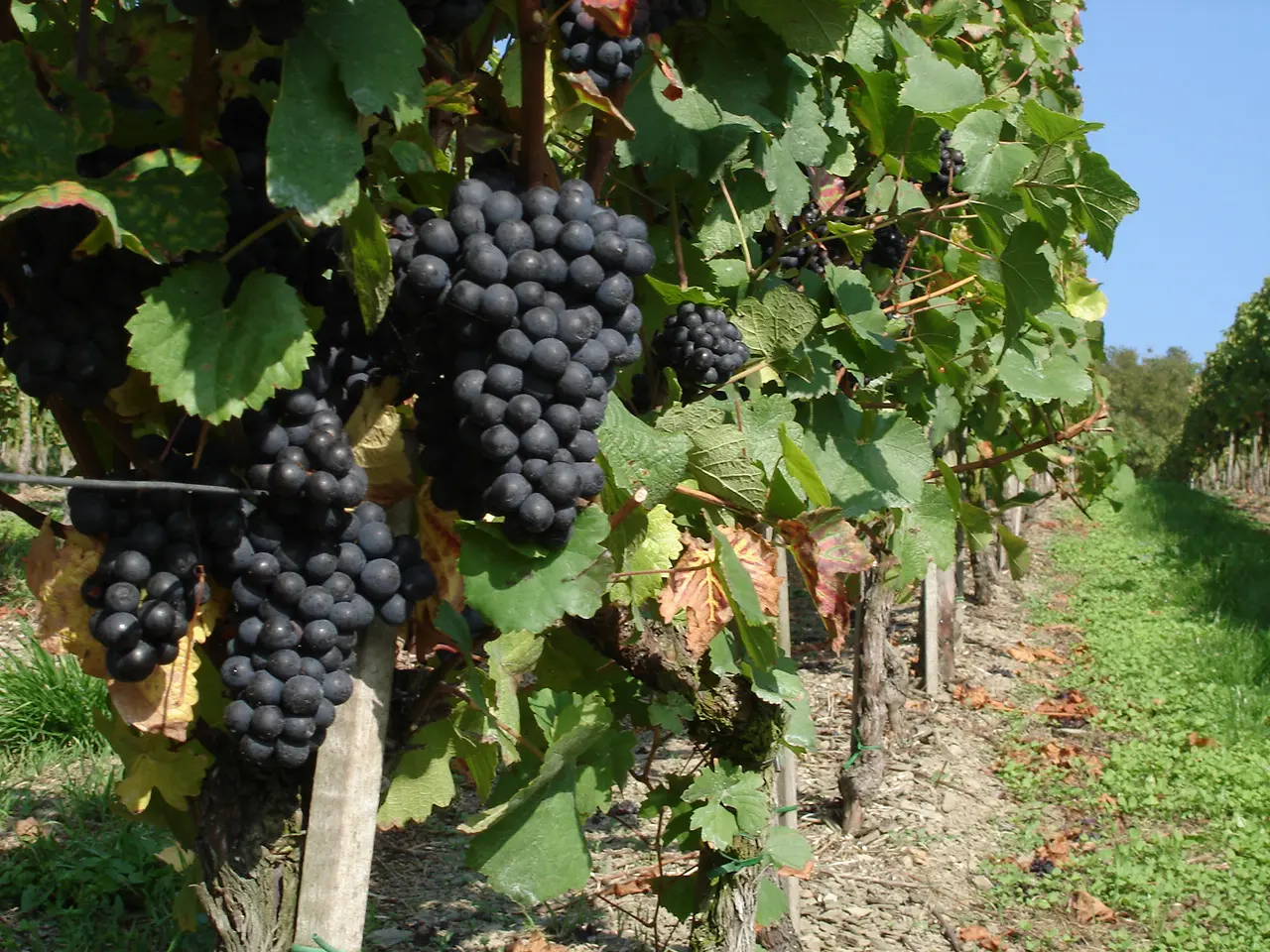 Weinberge in Deutschland, Ahr – Herkunft der Weingut Nelles Weine