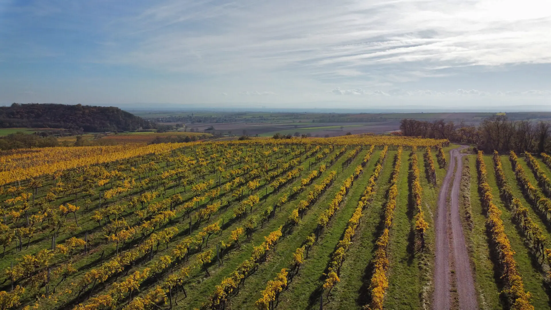 Weinberge in Österreich, Weinviertel – Herkunft der Weingut Setzer Weine