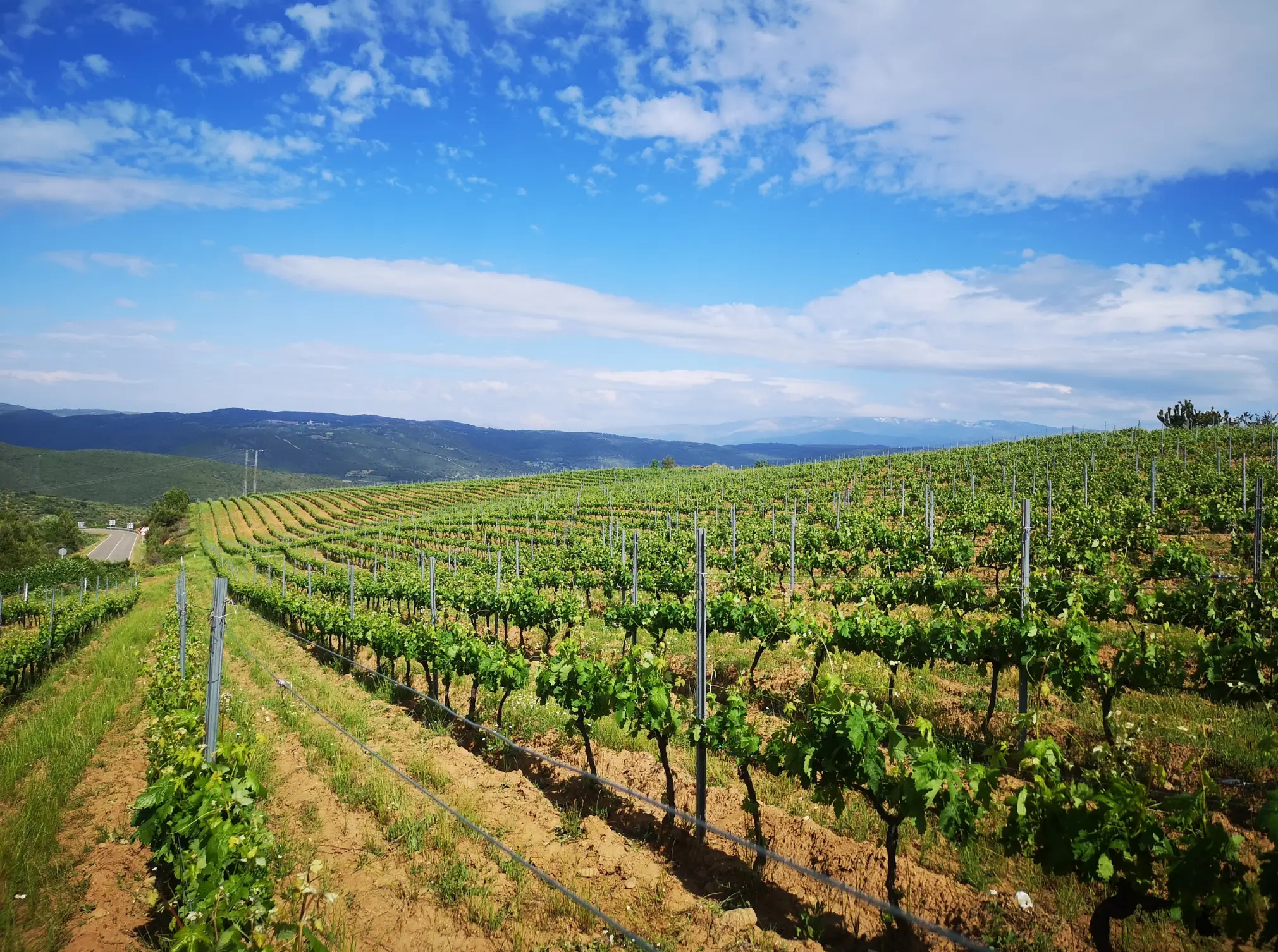 Weinberge in Deutschland, Nahe – Herkunft der Weingut Tesch Weine