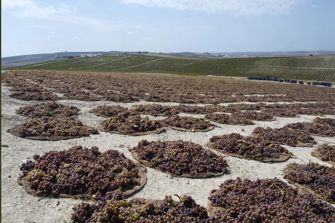 Weinberge in Spanien, Jerez-Xérèz-Sherry – Herkunft der Ximénez-Spinola Weine