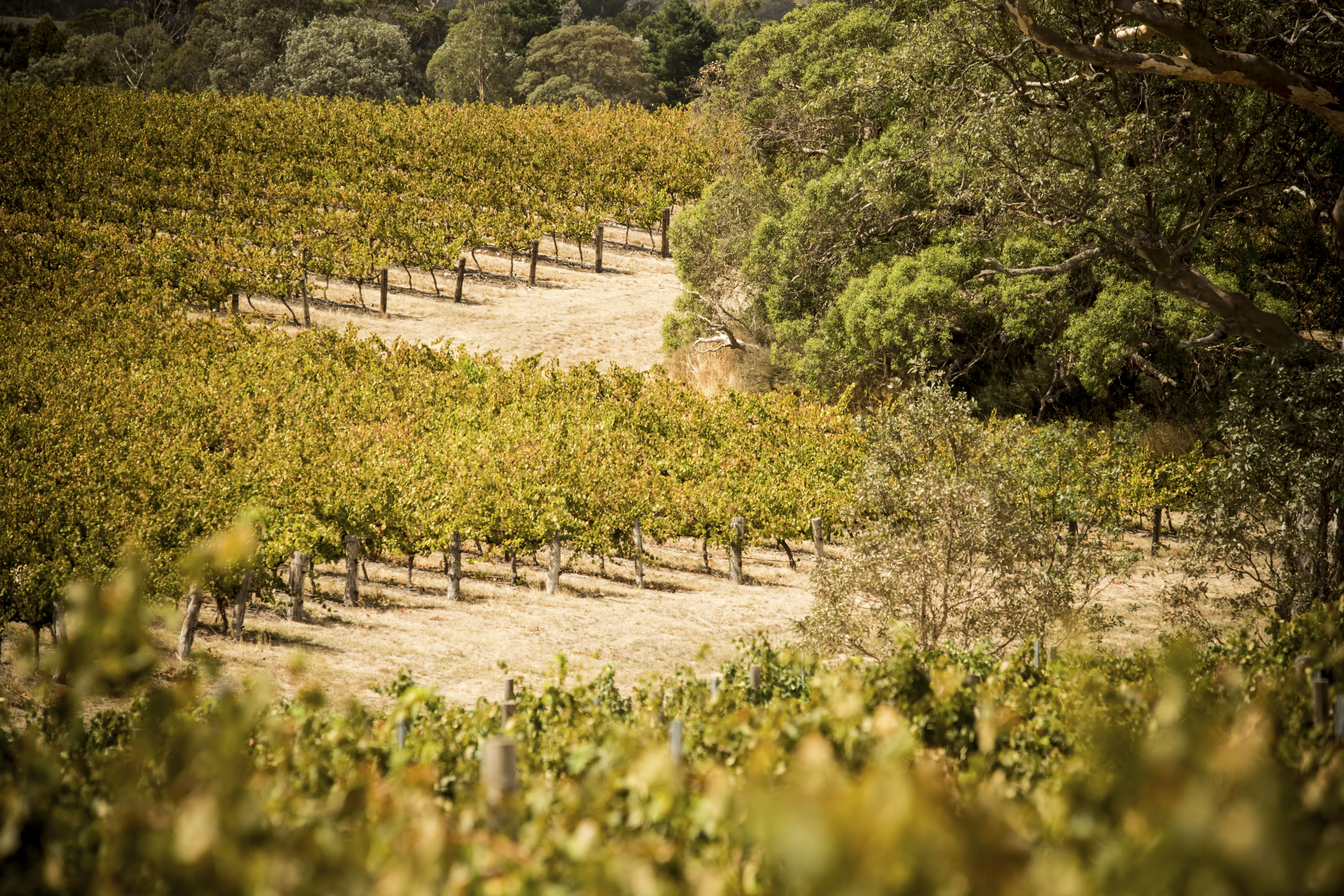 Weinberge in Australien, Barossa Valley – Herkunft der Yalumba Weine
