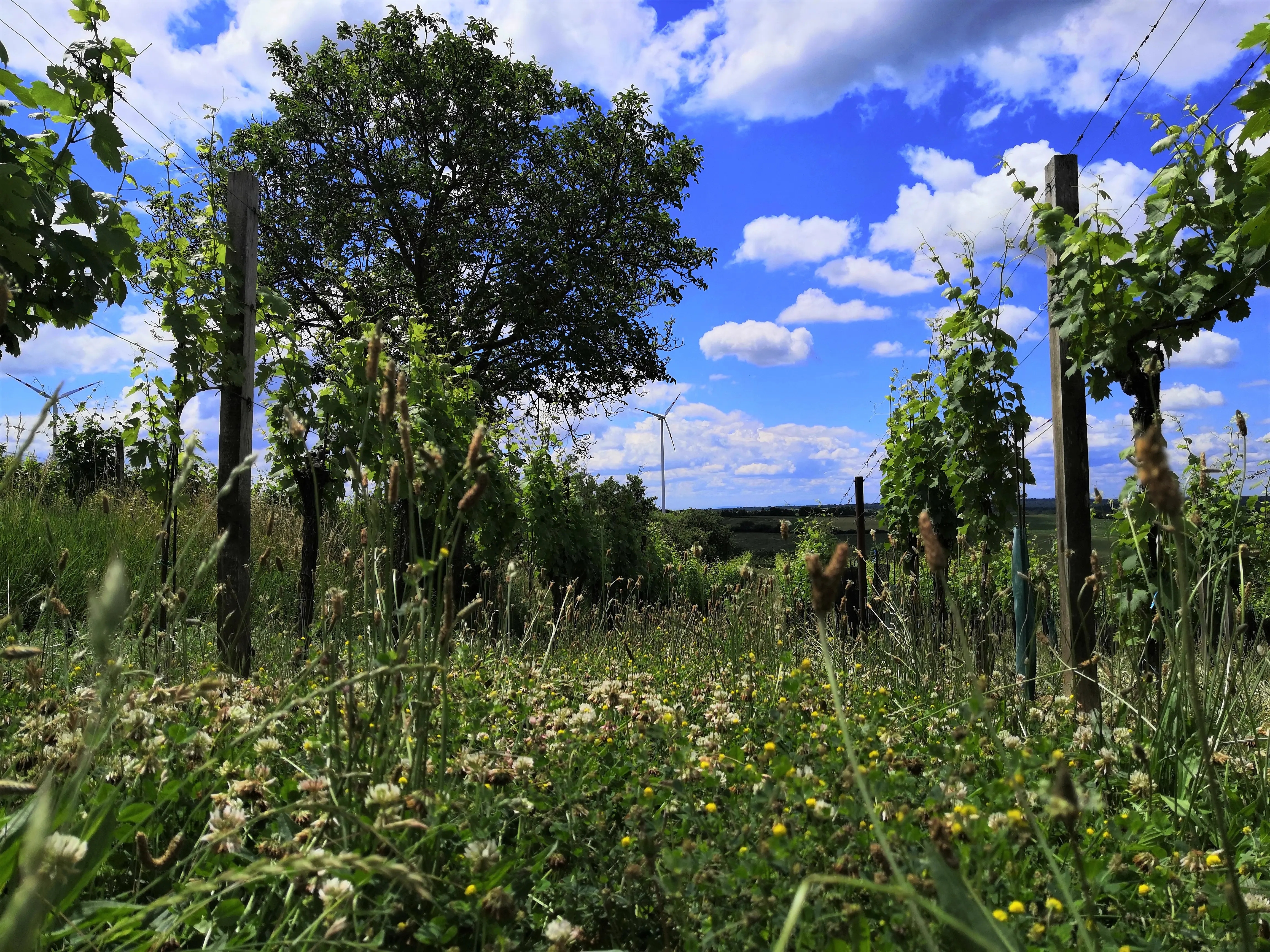 Weinberge in Österreich, Weinviertel – Herkunft der Winzerfamilie Pfalz Weine