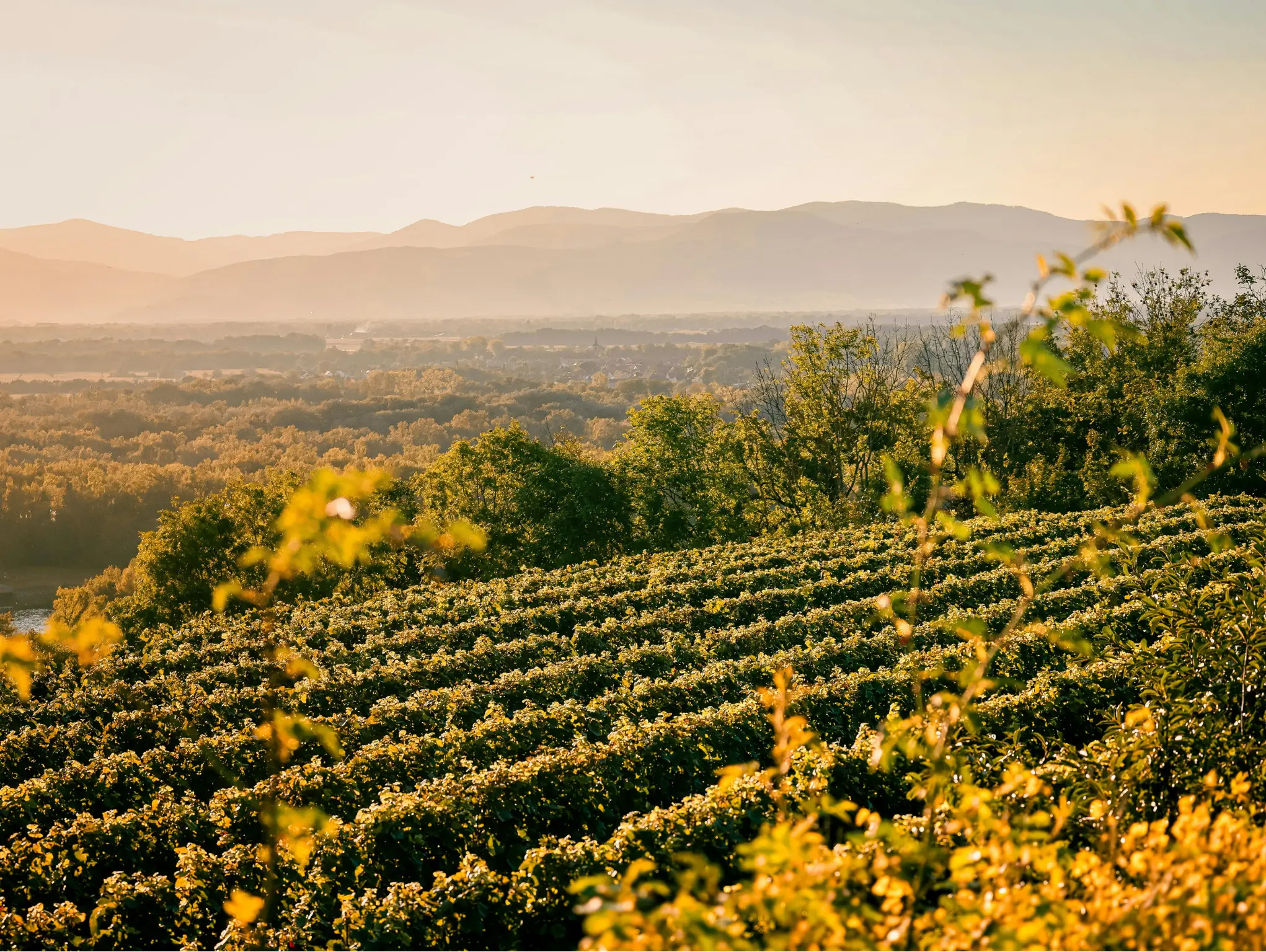 Weinberge in Österreich, Burgenland – Herkunft der Zantho Weine